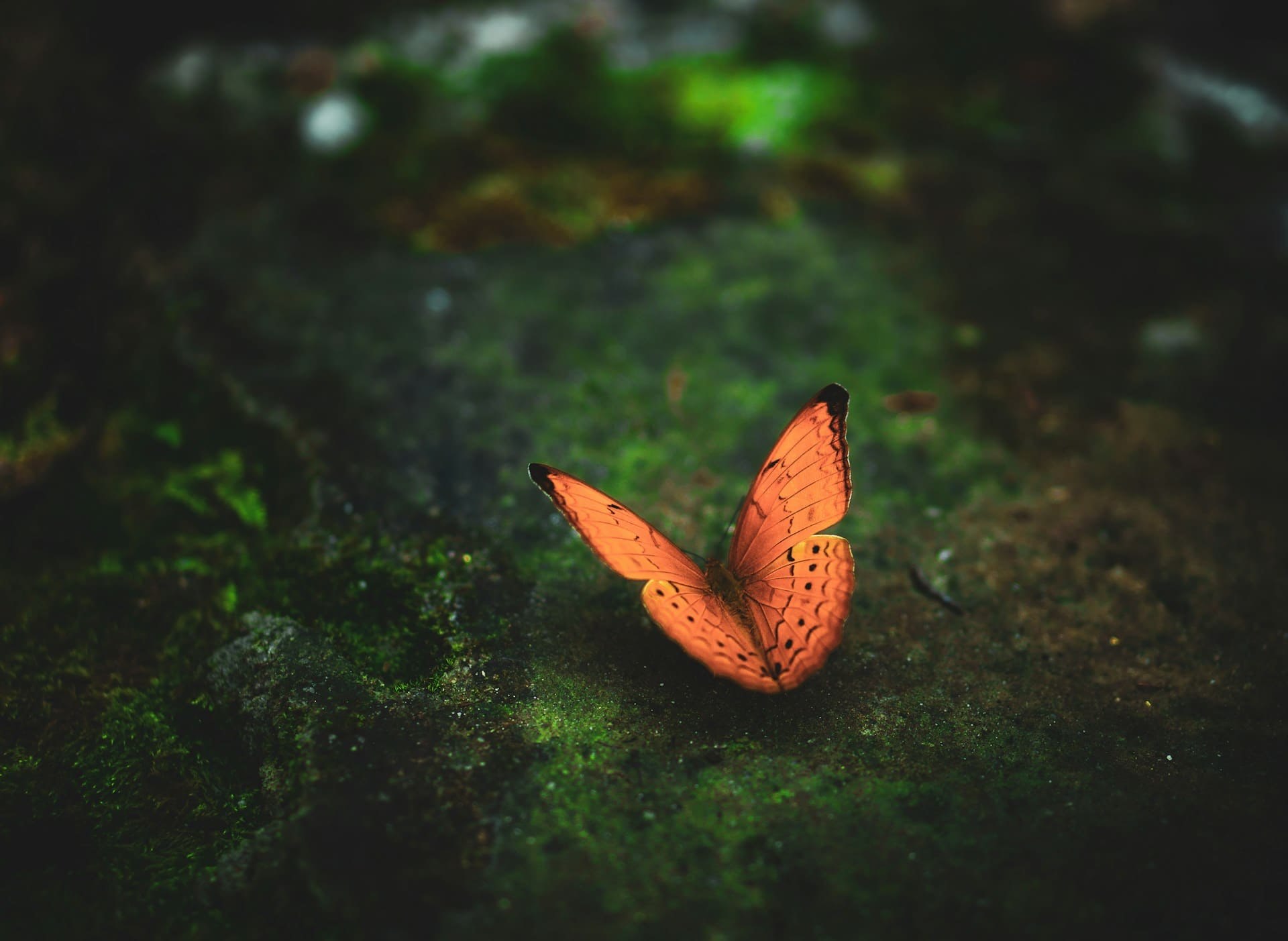 Madama Butterfly