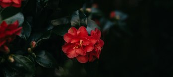 椿姫 ラ・トラヴィアータ