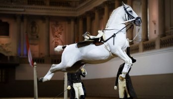 Spanish Riding School Vienna