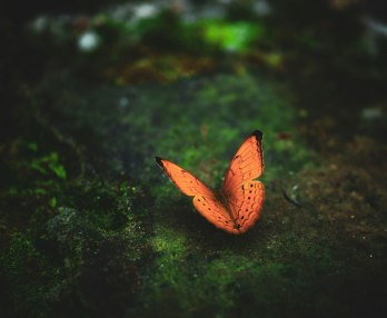 Madama Butterfly