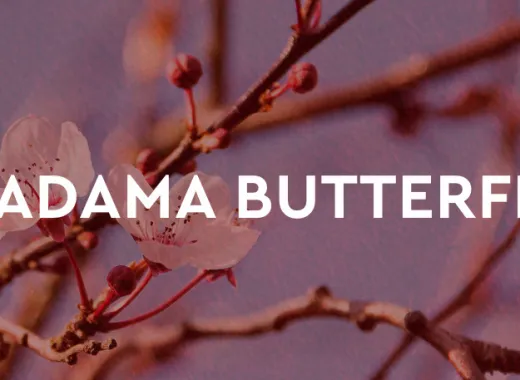Madama Butterfly Puccini Festival 2026